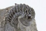 Detailed, Enrolled Gerastos Trilobite Fossil - Morocco #222251-2